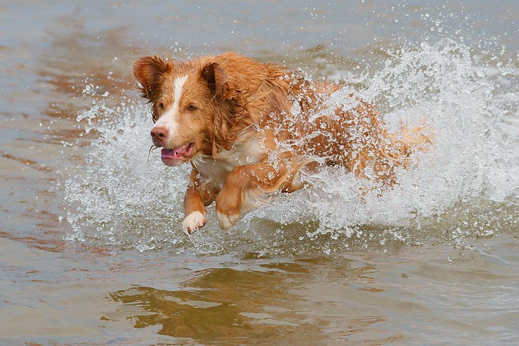 80 Names for Nova Scotia Duck Tolling Retrievers