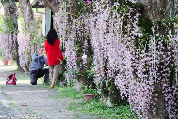 南投市|2019中興新村石斛蘭|光明三路瀑布蘭大道|光明公園 南投市|2019中興新村石斛蘭|光明三路瀑布蘭大道|光明公園