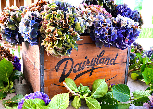 How to harvest and dry amazing MULTICOLOURED HYDRANGEAS - Funky Junk Interiors