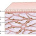 Newfound 'organ' had been missed by standard method for visualizing anatomy