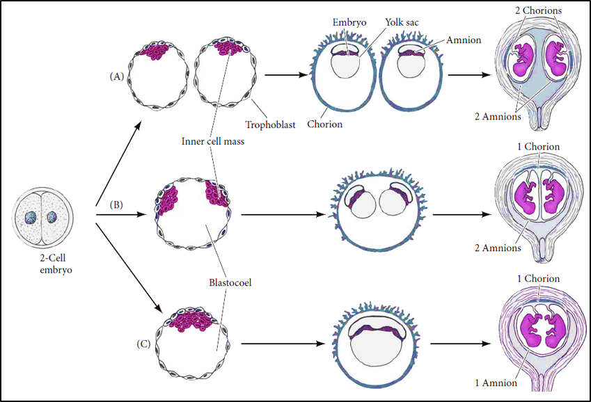 Secular ProLife Perspectives Monozygotic Twinning Weasley brothers