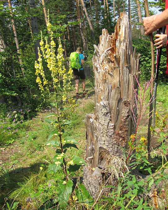 Dziewanna pospolita (Verbascum nigrum L.).