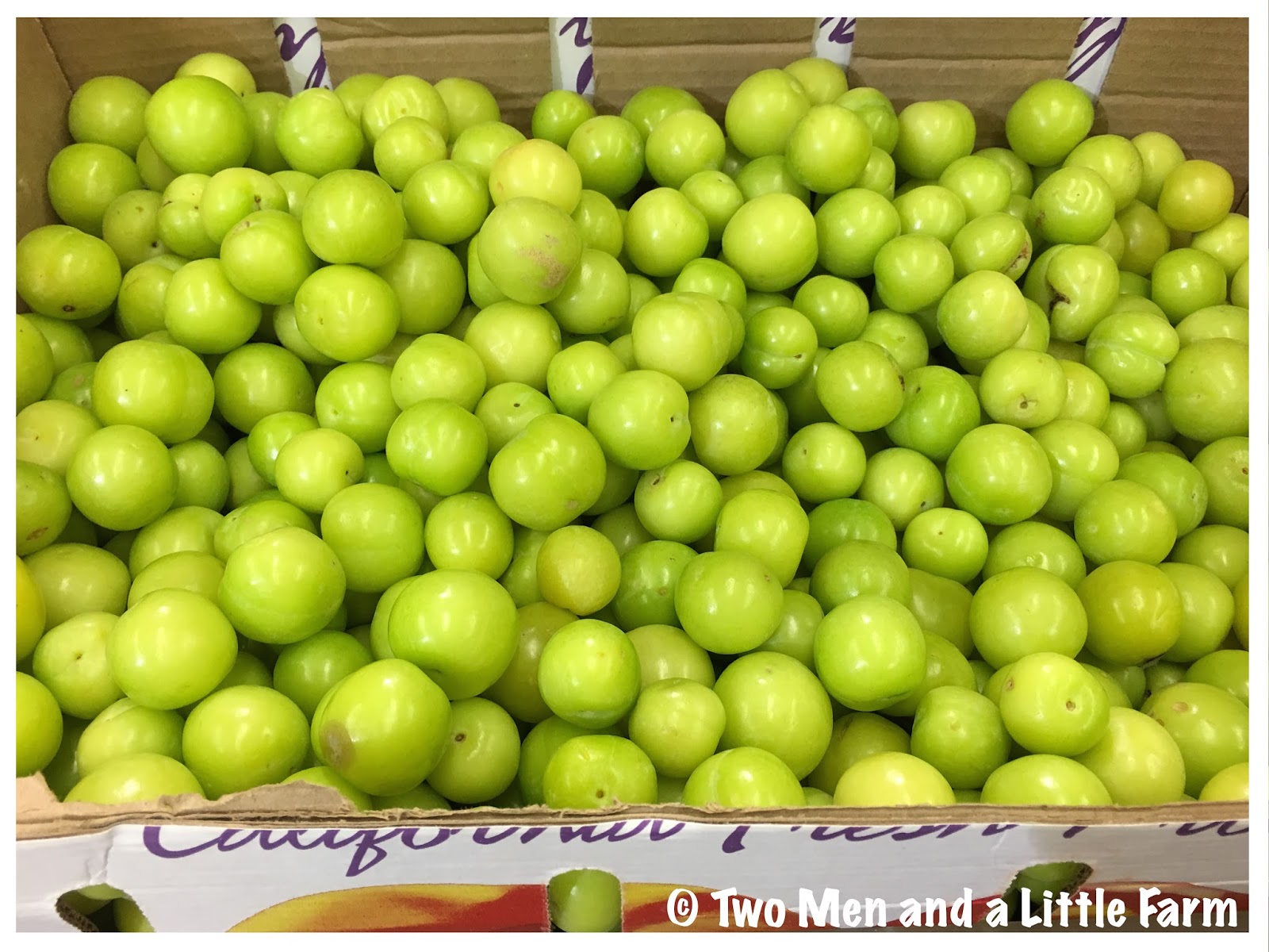 Two Men and a Little Farm GREEN PLUMS MYSTERY