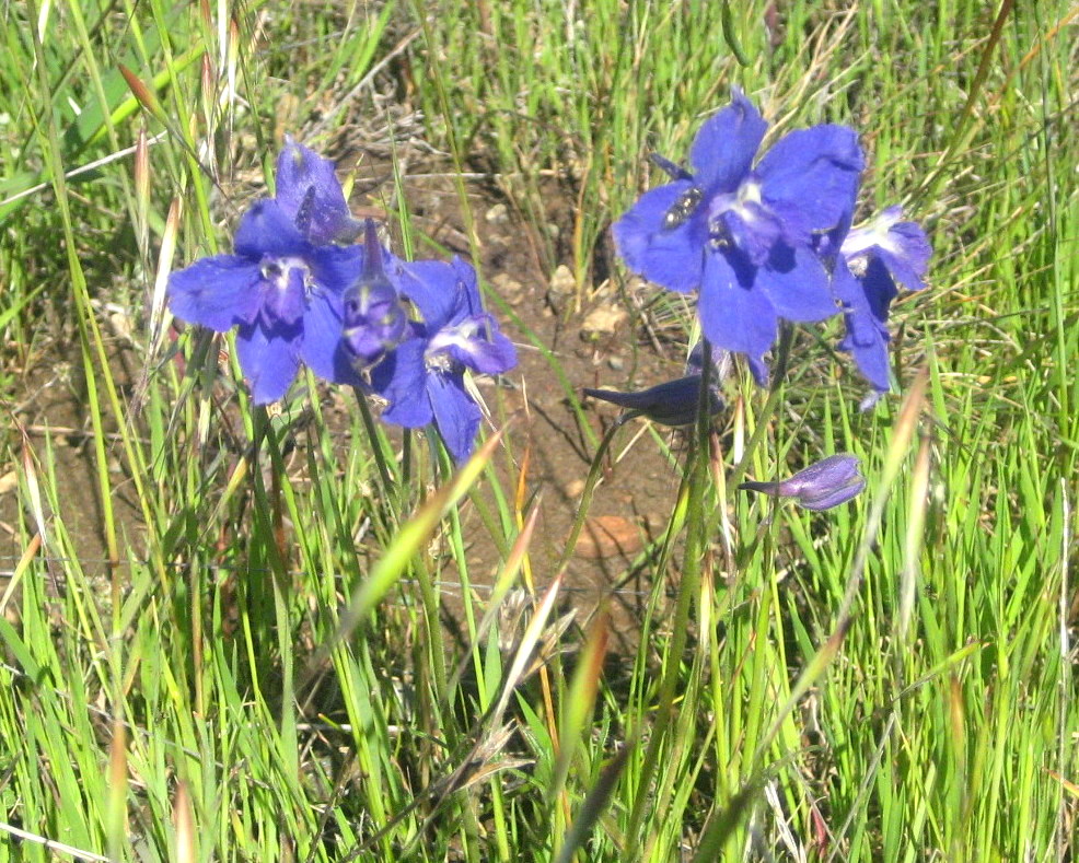 Santa Cruz Mountains Trails Edgewood Park Wildflower Ramble