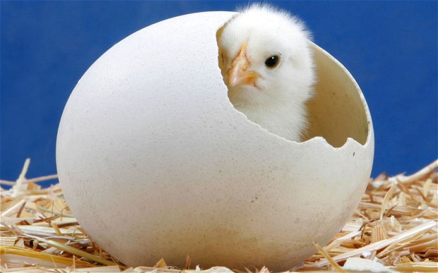 Old School In Bulgaria: Livestock thoughts