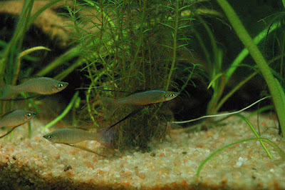 Threadfin rainbowfish