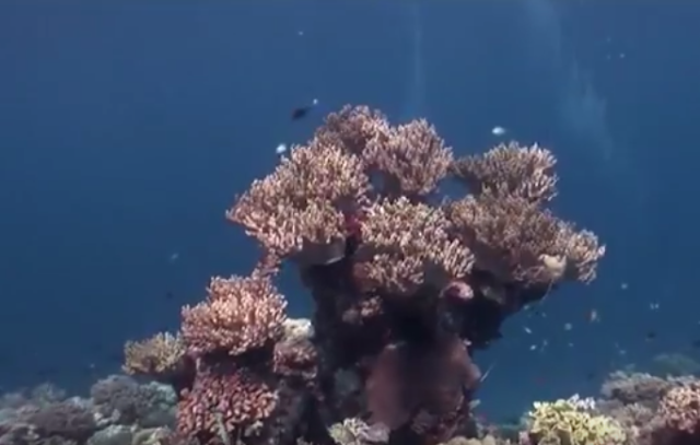 terumbu karang di taman nasional wakatobi