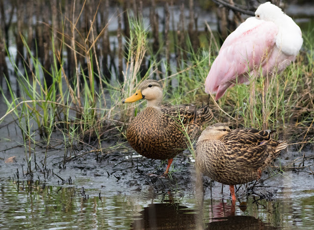 Mottled Duck - Merritt Island, Florida Mottled Duck - Merritt Island, Florida