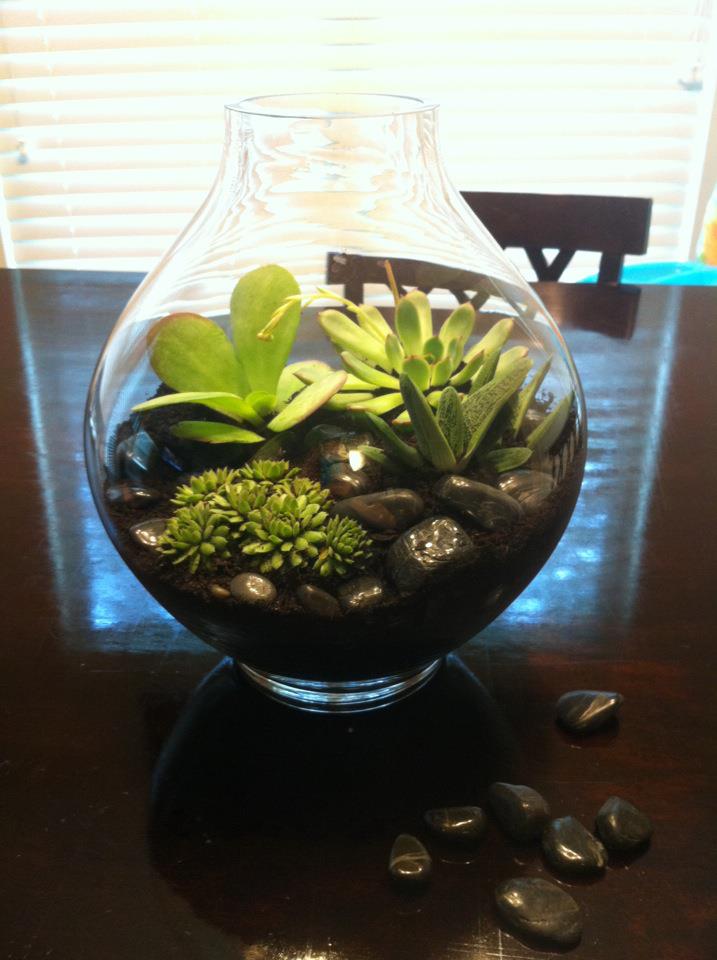 terrarium.jpg terrarium.jpg