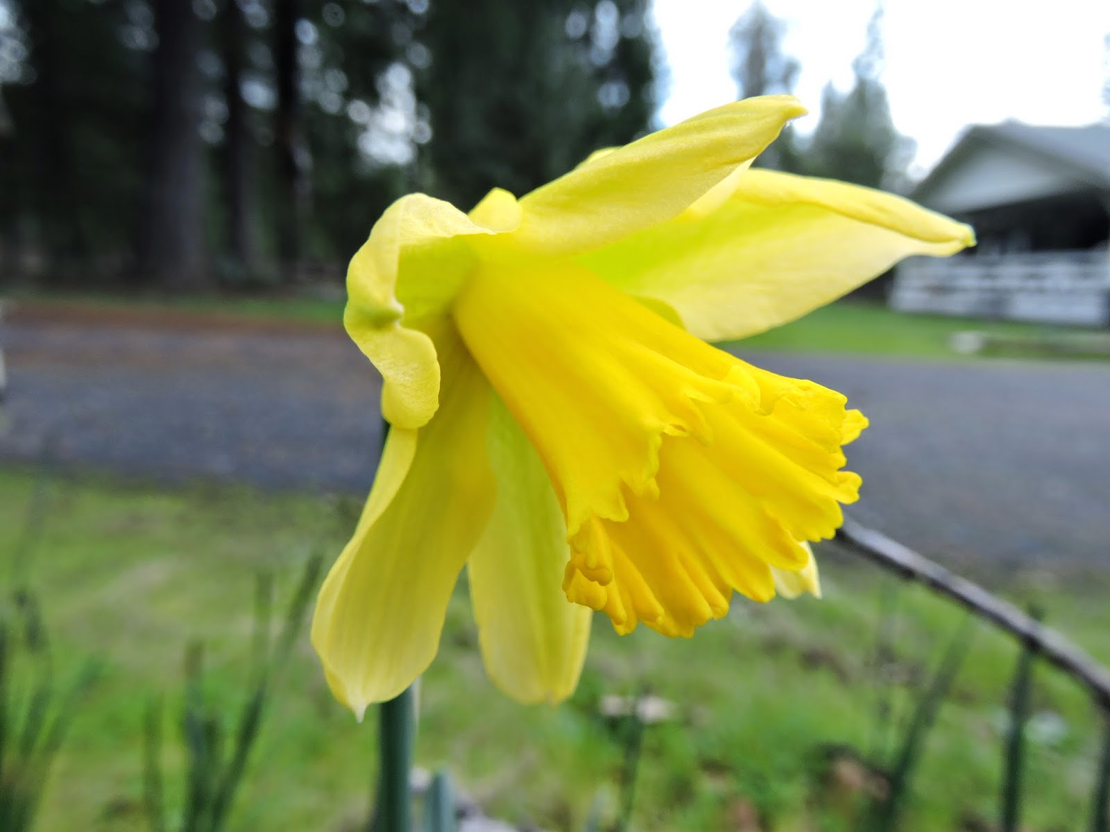 нарцисс ржев. нарцисс ржев. сервировка с нарциссами. нарцисс ржев. Rainbow of colors нарцисс.