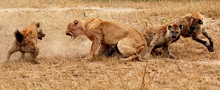 Kompetisi Intraspesies Dan Interspesies Dalam Ekosistem