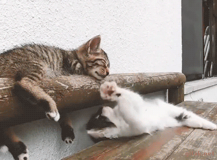 Funny cats - part 200, funny cat gif, best cat gifs, best cute cats, adorable cats