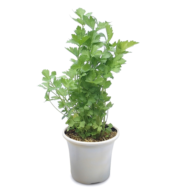 Koleksi Tanaman Hias: Seledri (Apium graveolens L.)