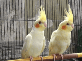 Parkit Australia Burung Parkit Yang Cerdas Lengkap Dengan Harga