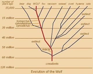 Wolf Tales: The Evolutionary History of Wolves