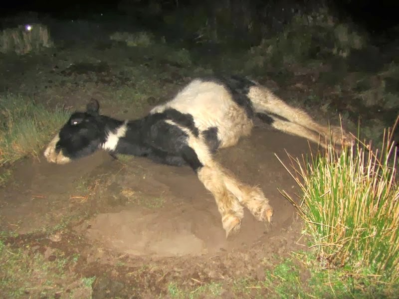 Four legged friends (and enemies) Dying horse found by ISPCA