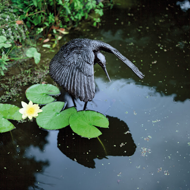 Umbrella Bird The Life of Animals