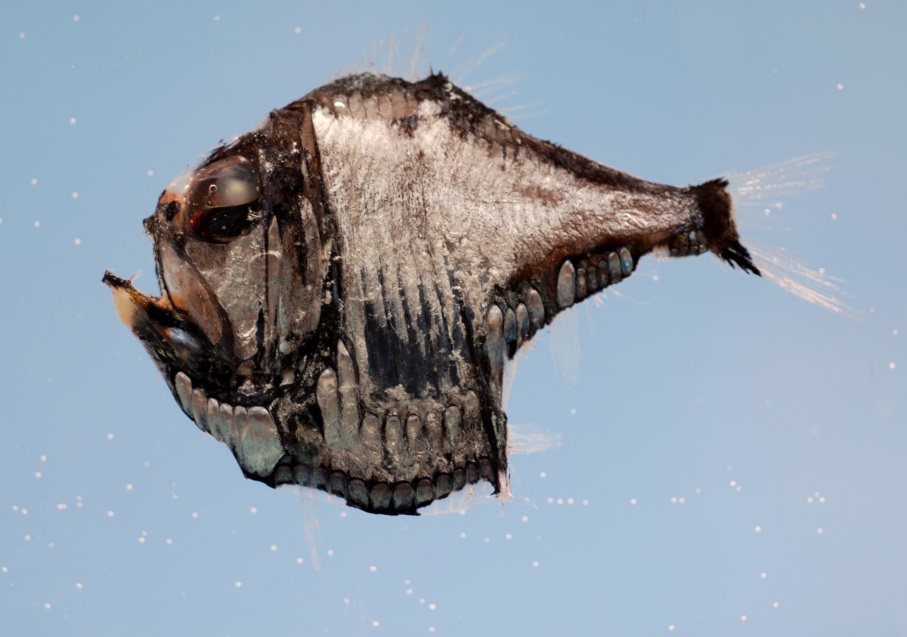 Marine Hatchetfish Fishes World HD Images & Free Photos