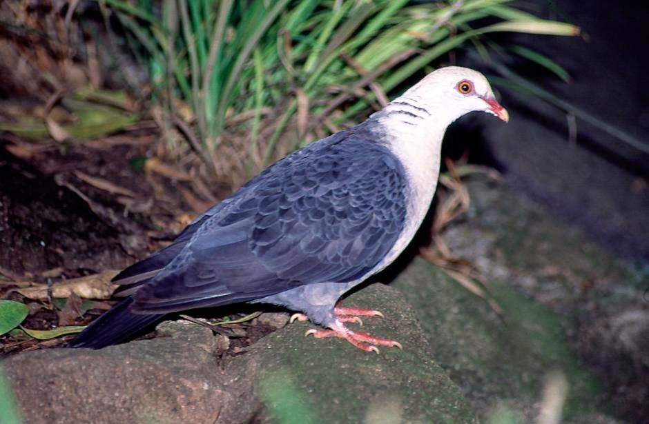 Snow pigeon Columba leucomela