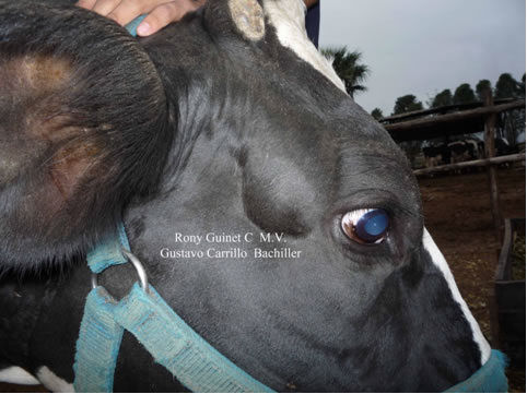 leucosis enzootica bovina