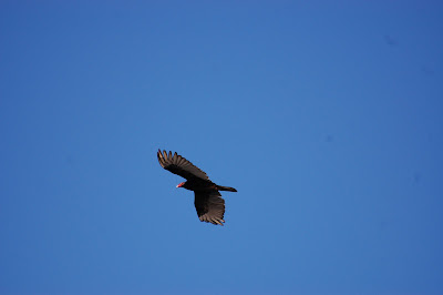 Turkey Vulture Photo by Trisha Field