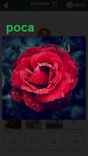 Красный распустившийся бутон розы на котором капельки росы 