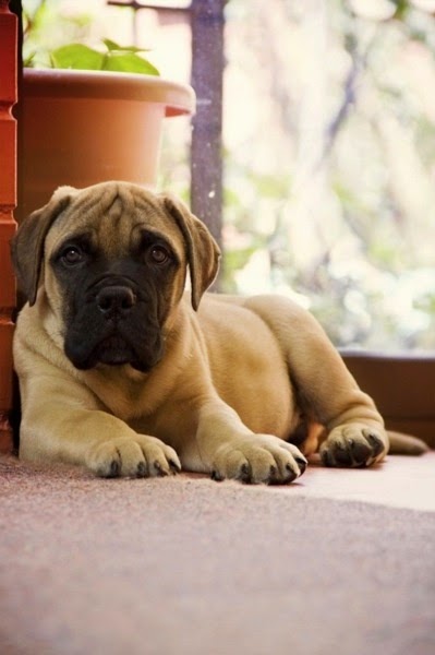 5 Dog Breeds That Are Total Gentle Giants