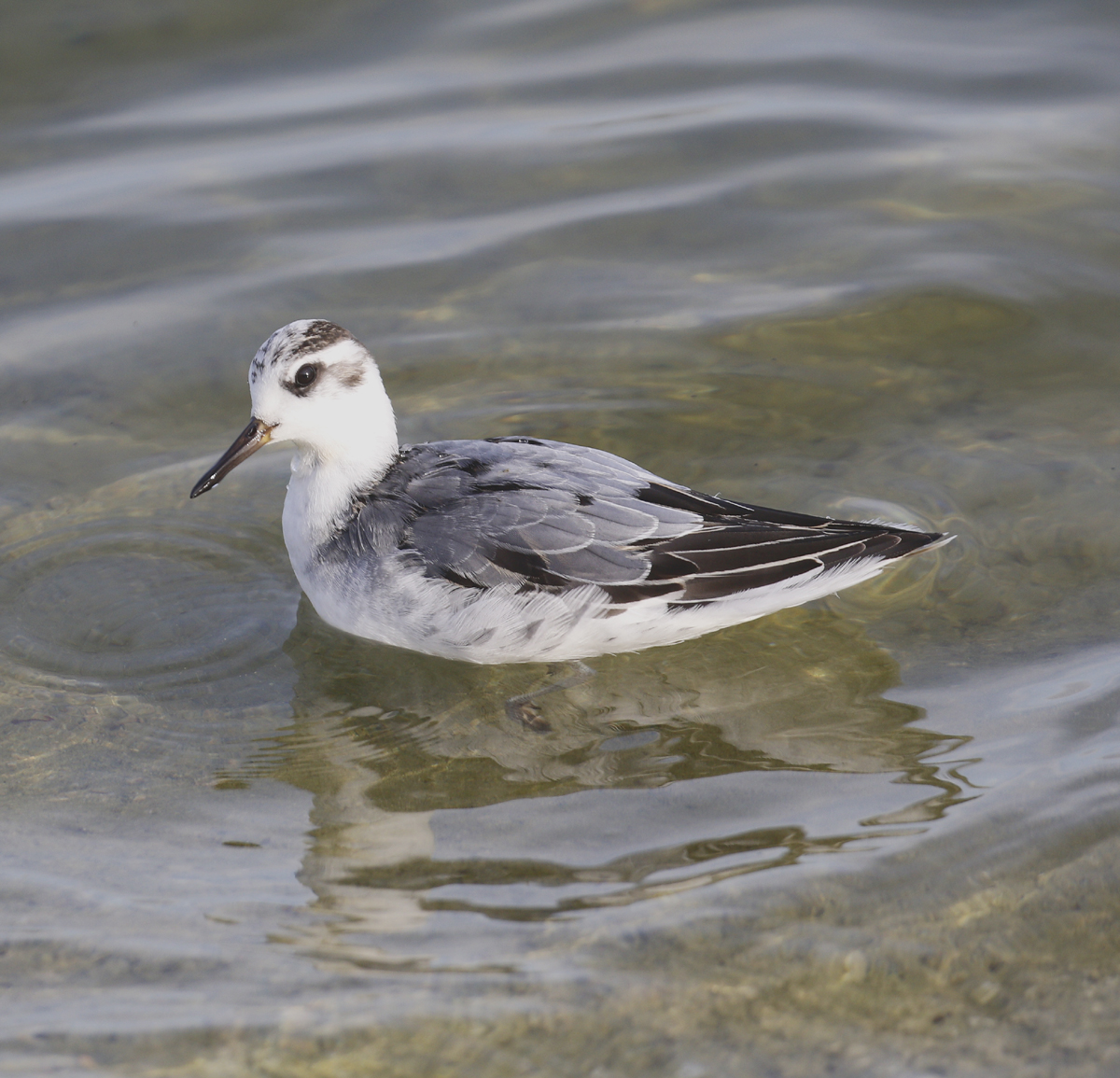 Grey Phalarope