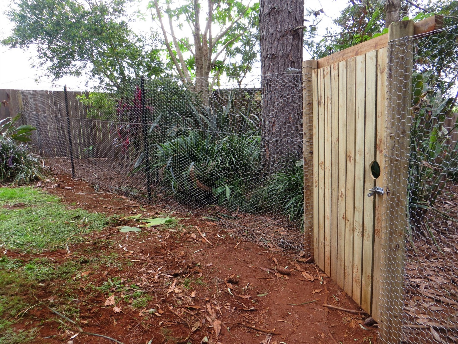 Finding Fifth The Chicken Run