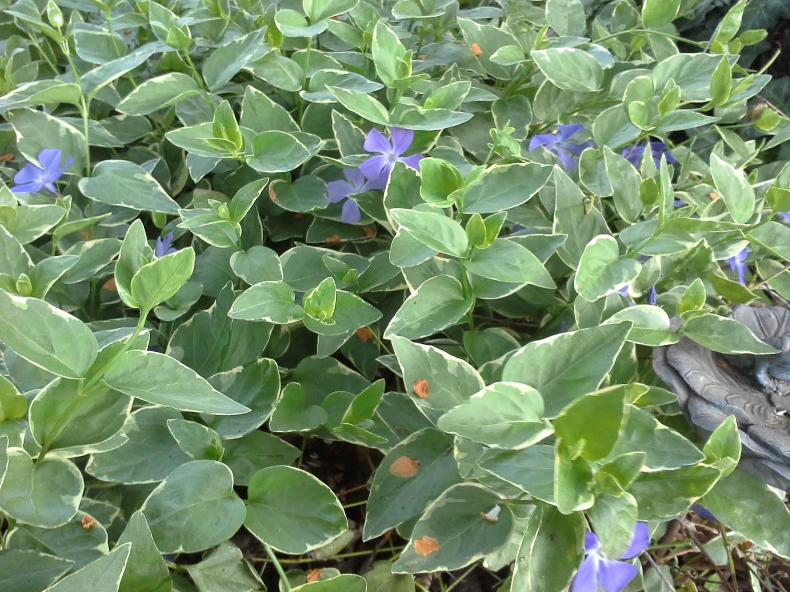 linda lu s comments periwinkle vinca minor ground cover linda lu s comments periwinkle vinca minor ground cover