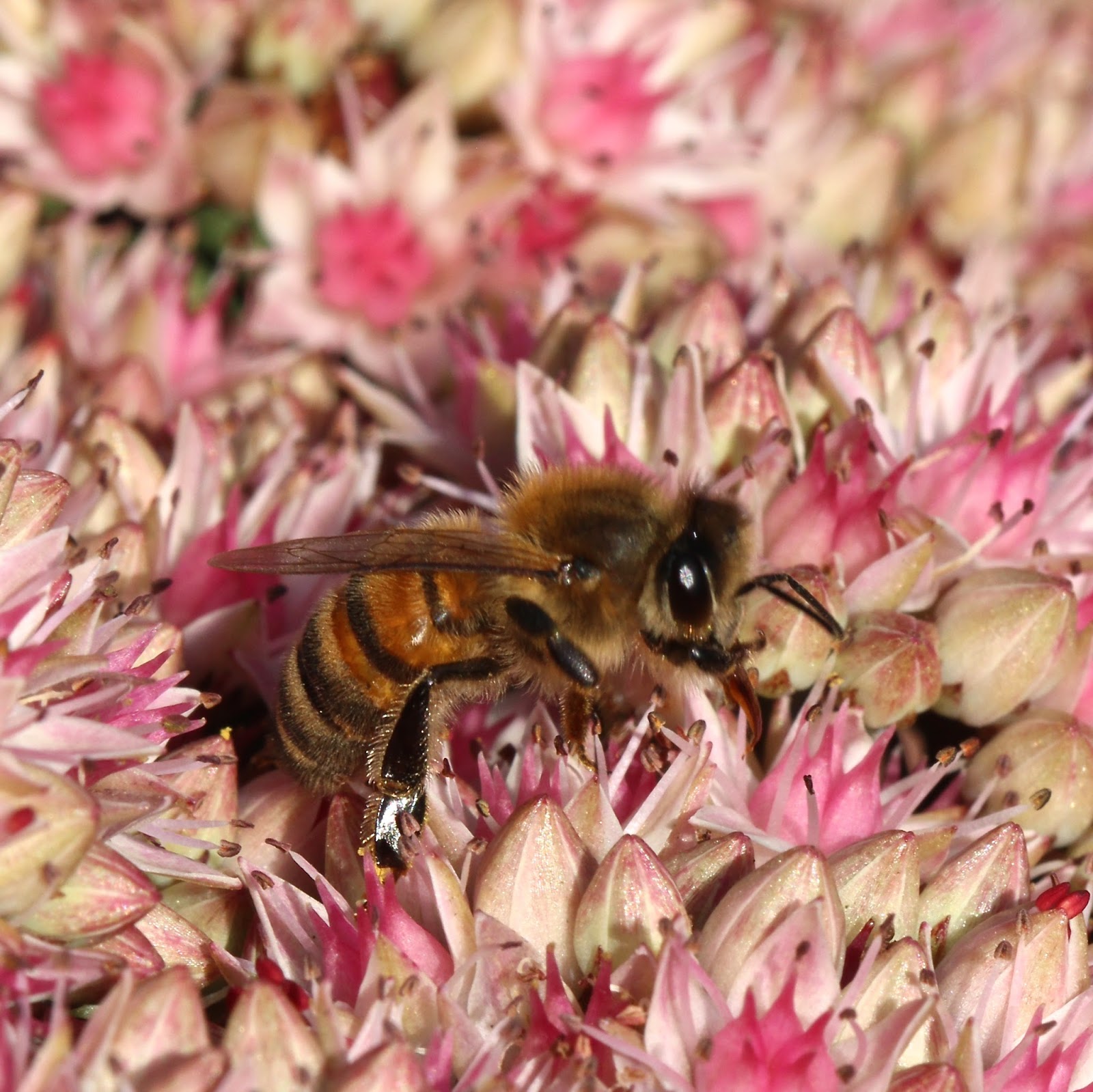 TrogTrogBlog Honey bees on Sedum spectabile