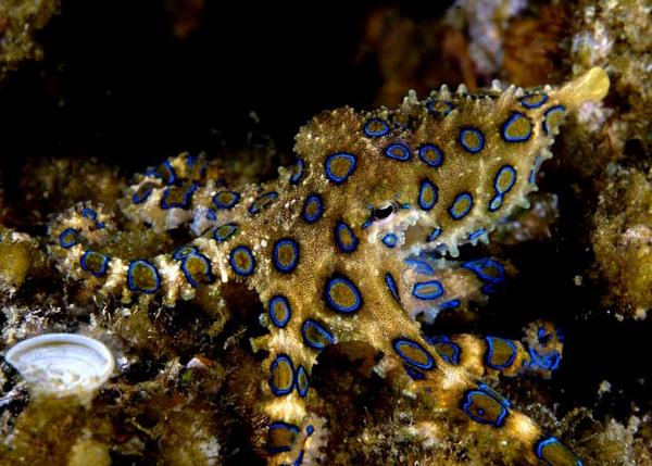 Top 10 Most Poisonous Venomous Animals On Earth-Top Things Around Us