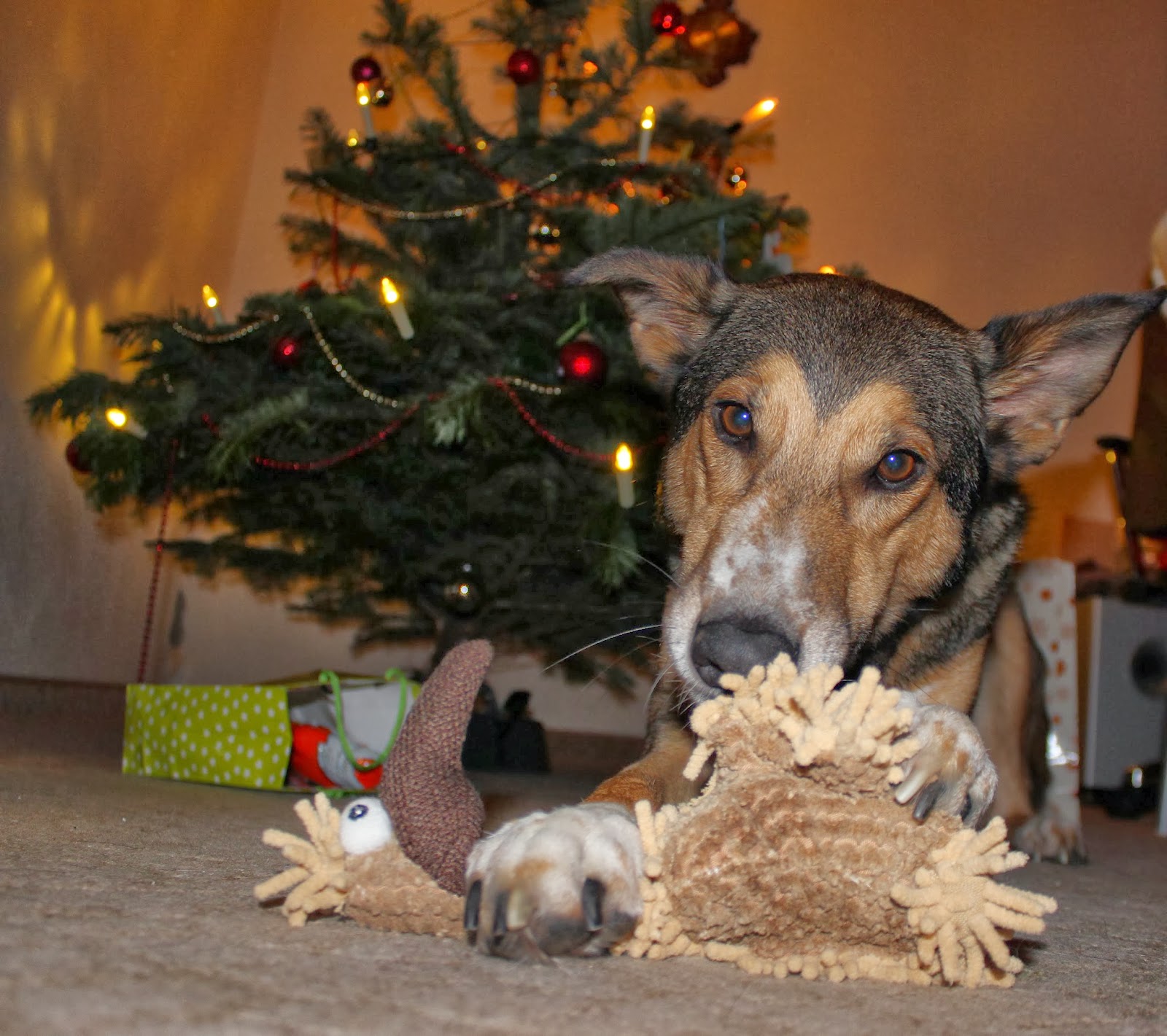 Terry Ein Hund mit Charakter