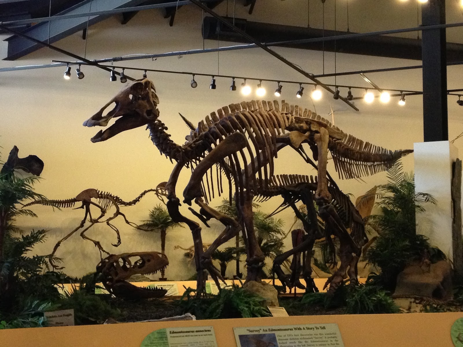 Keeping Up With The Youngers Dinosaur Resource Center