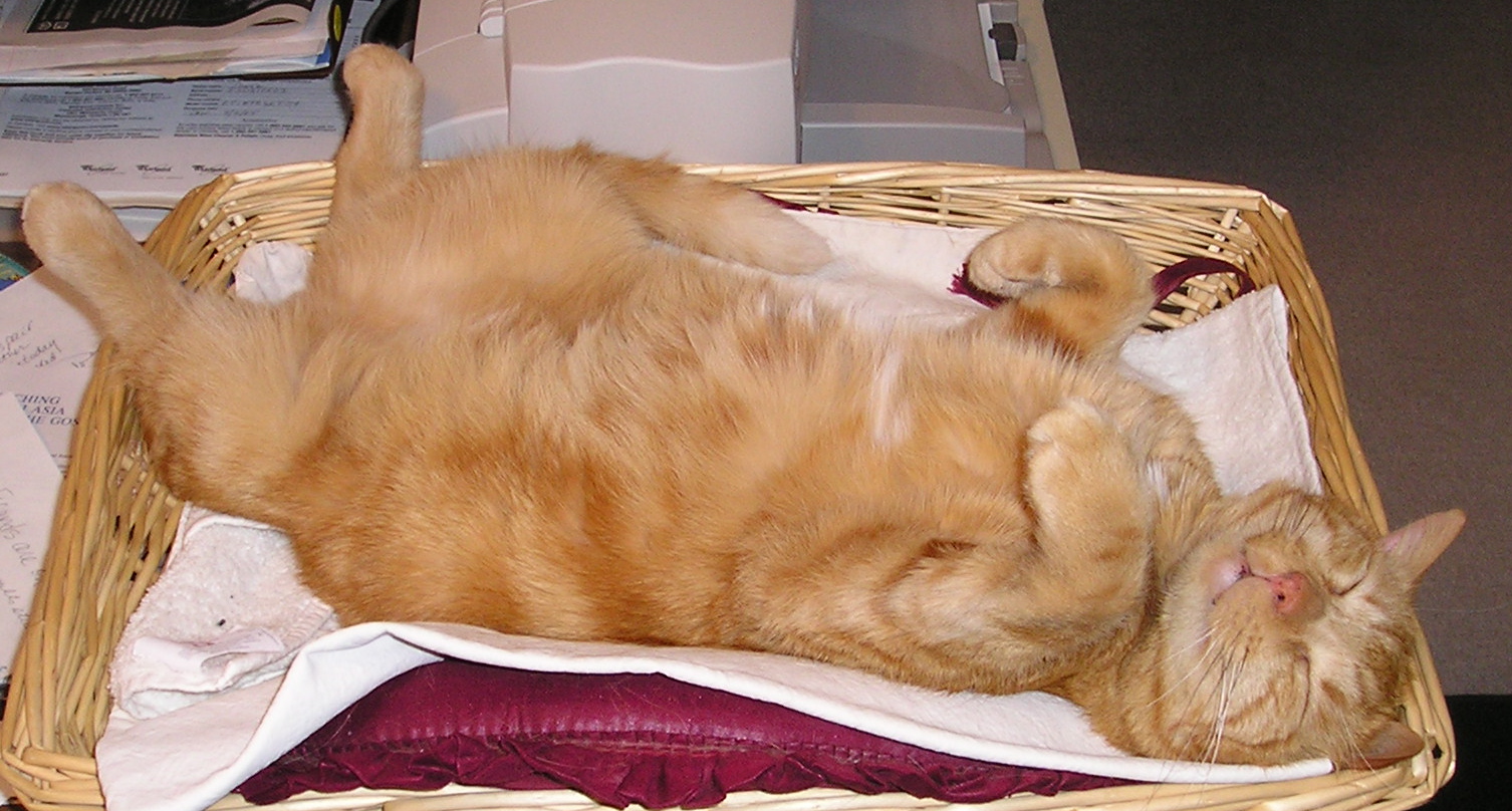 The Nature In Us Skip Inhumane Declawing Cat with Alternatives