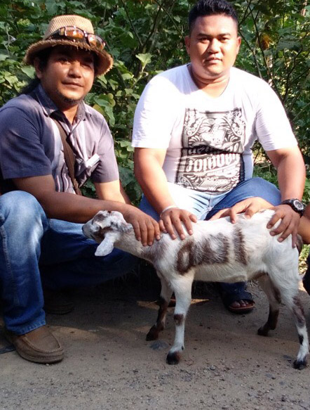 Kambing unik Kambing unik