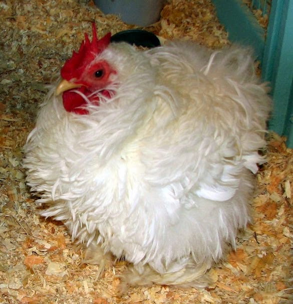 Do the Funky Chicken: 9 Weird Breeds of Chicken | From Home Wealth