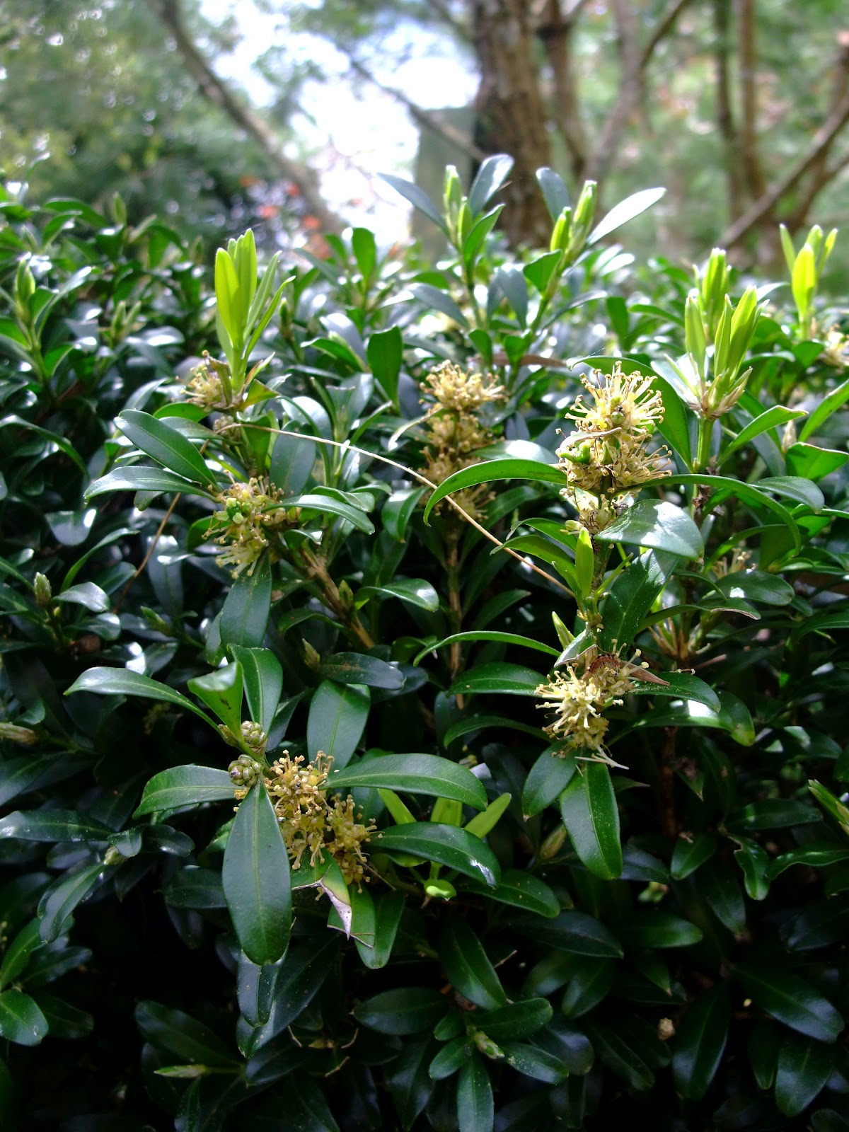 春暖花開: 黃楊木 Buxus radicans Sieb