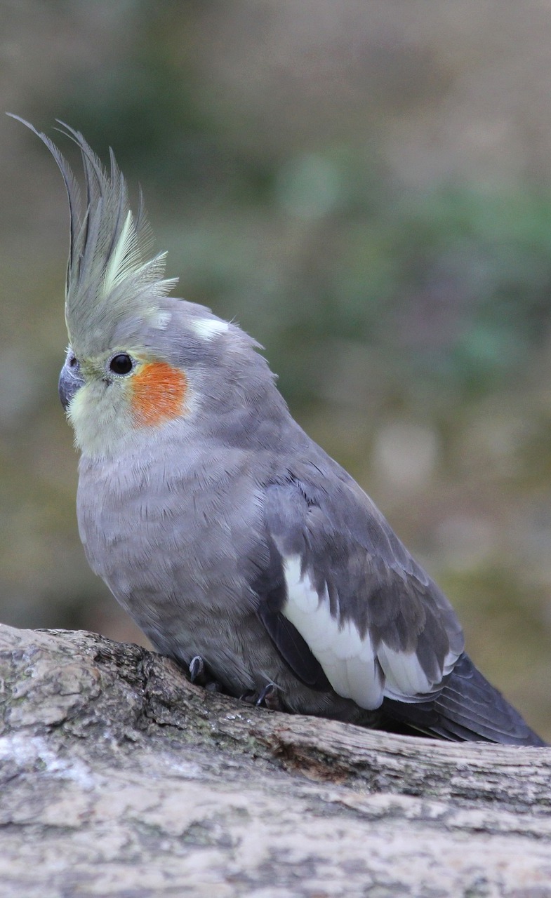 Picture of a beautiful cockatiel.