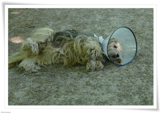 [Hundeblog] Einfach Socke Wir gönnen uns ein paar Tage ohne Bloggen&hellip;