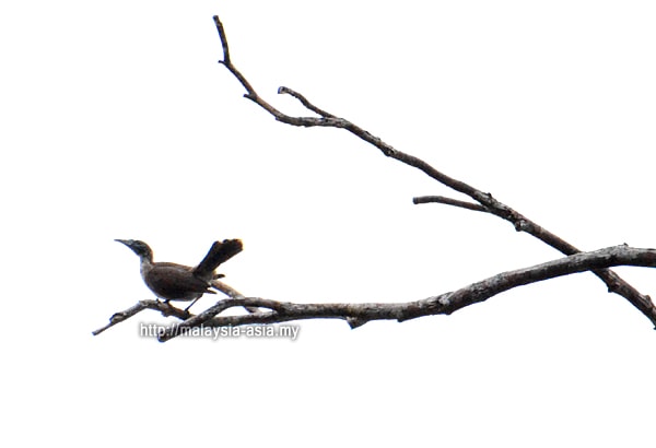 Birding in Raja Ampat