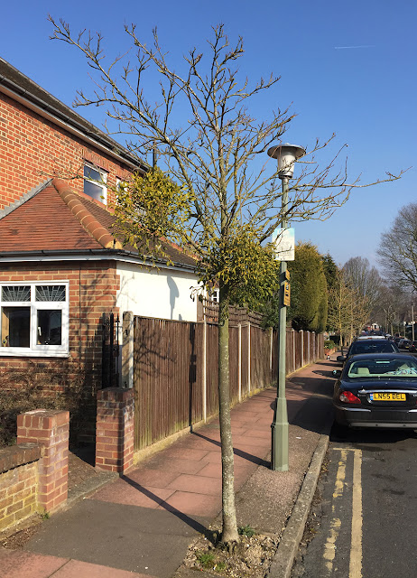 Rowan with two Mistletoe plants in Hayes, 17 March 2016. Female Mistletoe on the left, male on the right. Rowan with two Mistletoe plants in Hayes, 17 March 2016. Female Mistletoe on the left, male on the right.