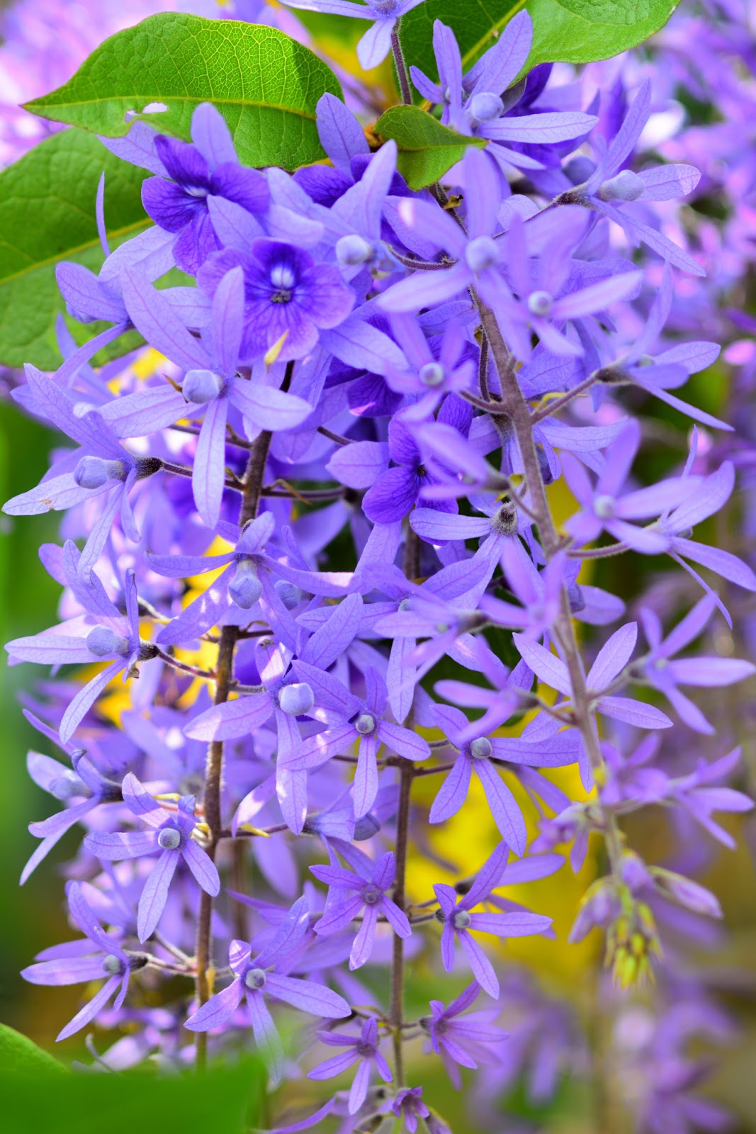 Queen's Wreath Flowers in Puriscal