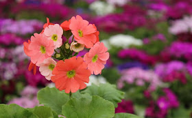 Poison Primrose
