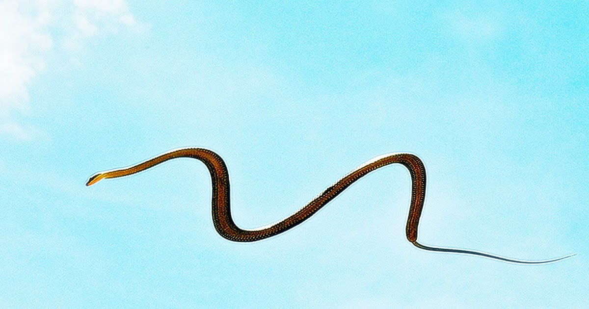 Mimpi Dikejar Ular Hitam Artinya - Jika anda bermimpi mengenai ular