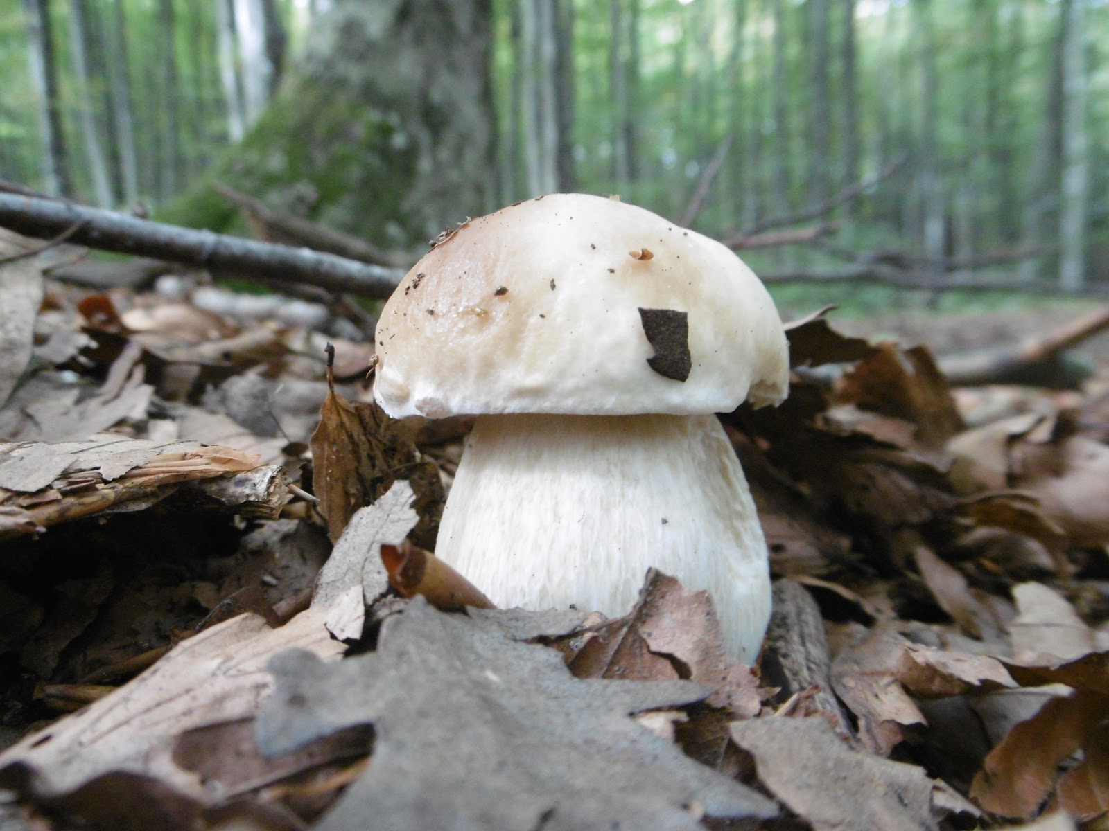 Prevedere l'uscita dei porcini