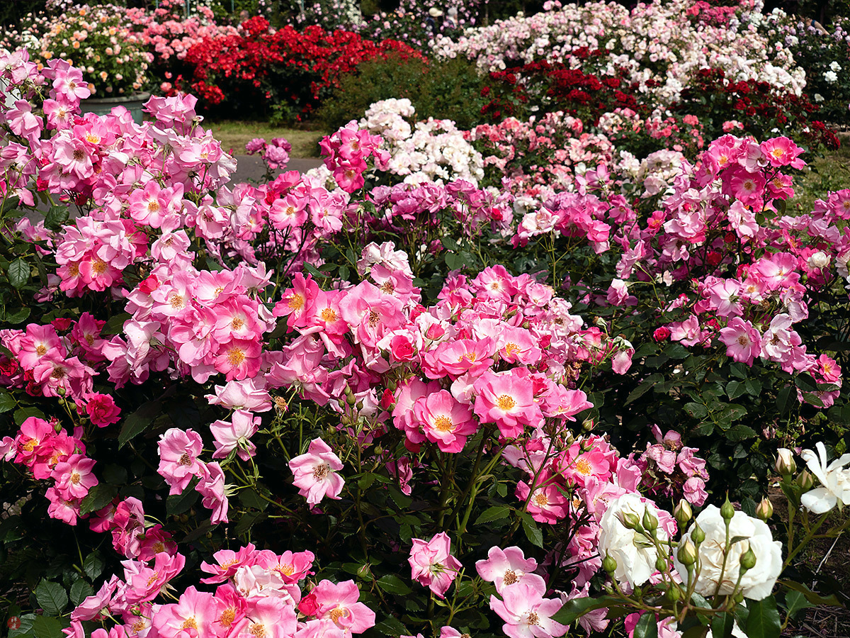 Susan S Blog Early Summer Blooms