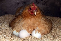 Yumurtalar üzerine kuluçkaya yatmış bir tavuk