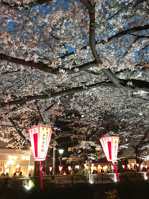 Tokyo Sakura Meguro River Light up