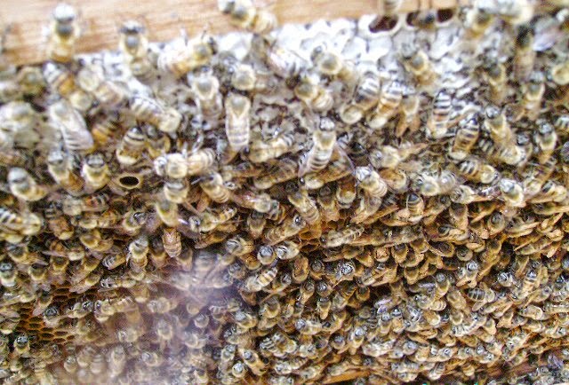Organik Varroa Mucadelesi Teknikleri